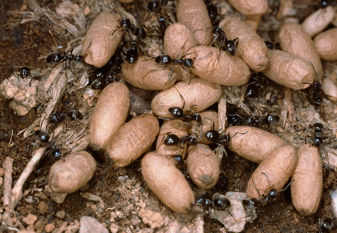 Ants and pupae