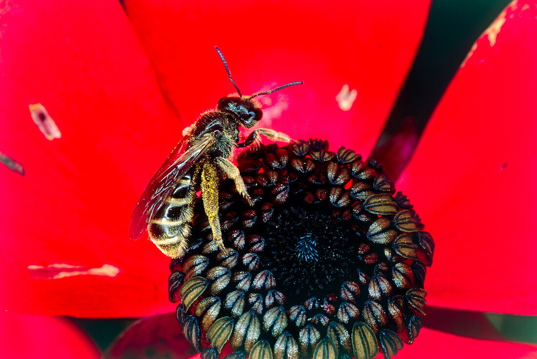 Hornet on a poppy