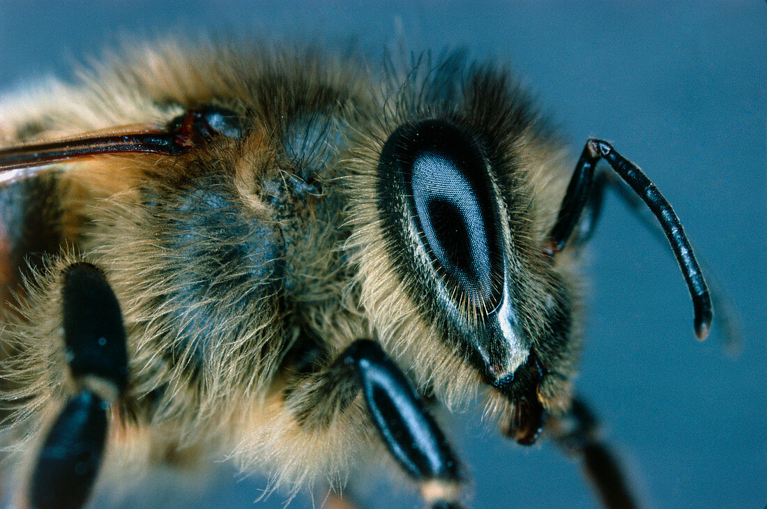 Macrophotograph of the head of a worker honeybee