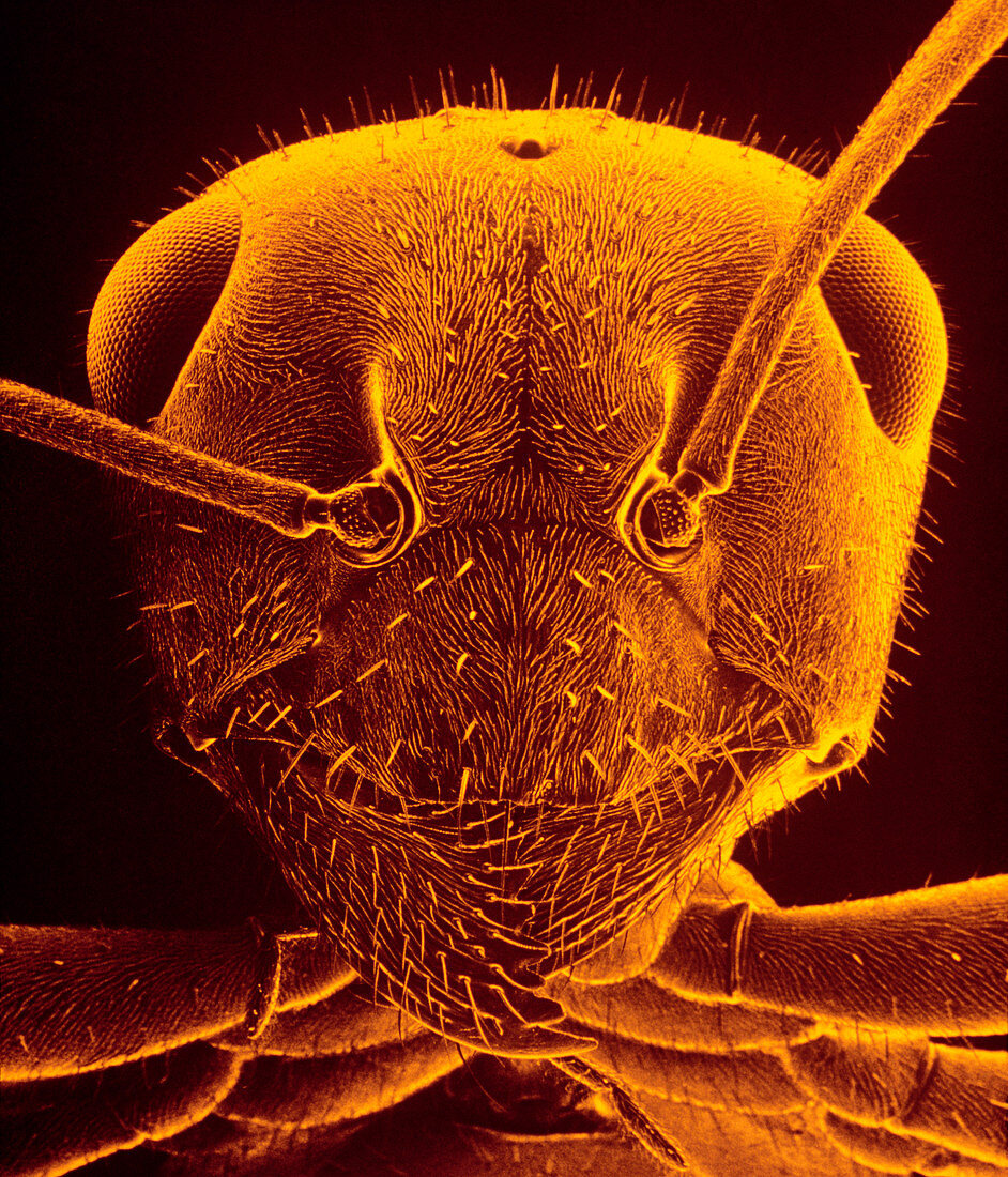 Head of desert-field ant