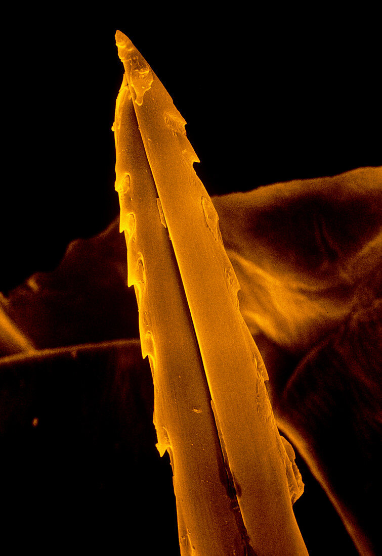 False-colour SEM of posterior end of a honeybee