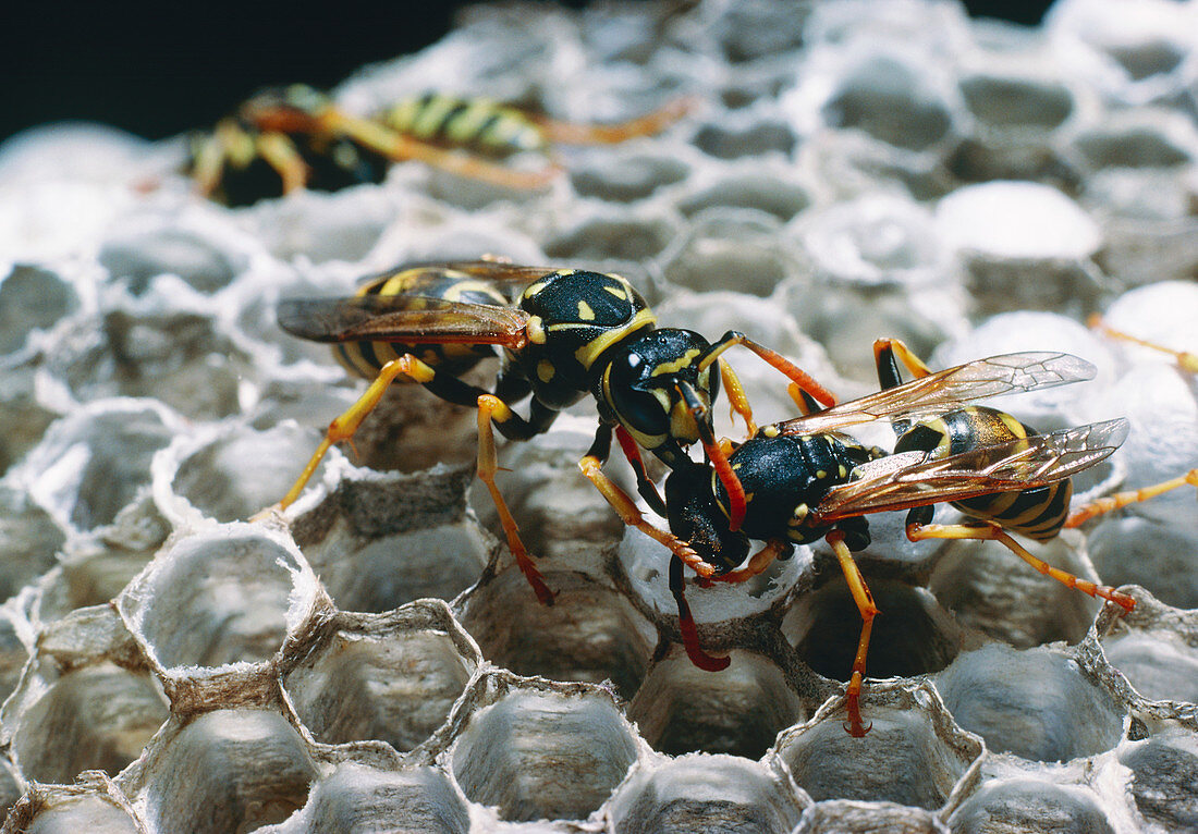 Wasps fighting on nest