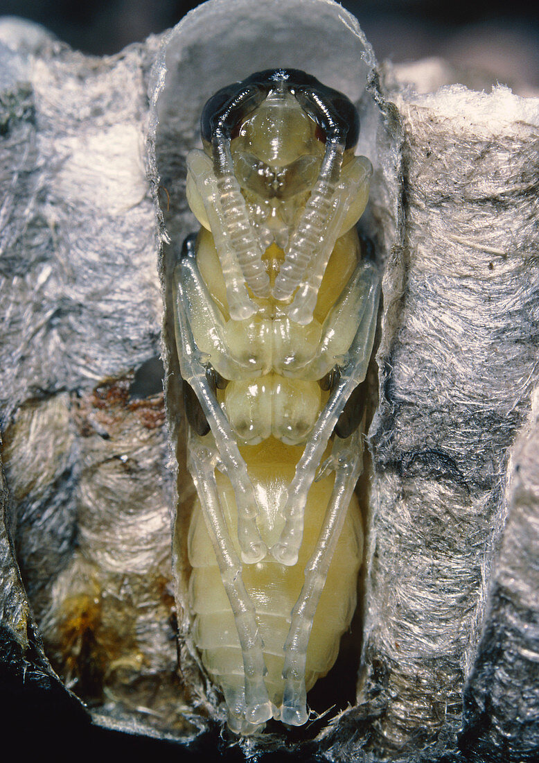 Wasp metamorphosis in nest cell