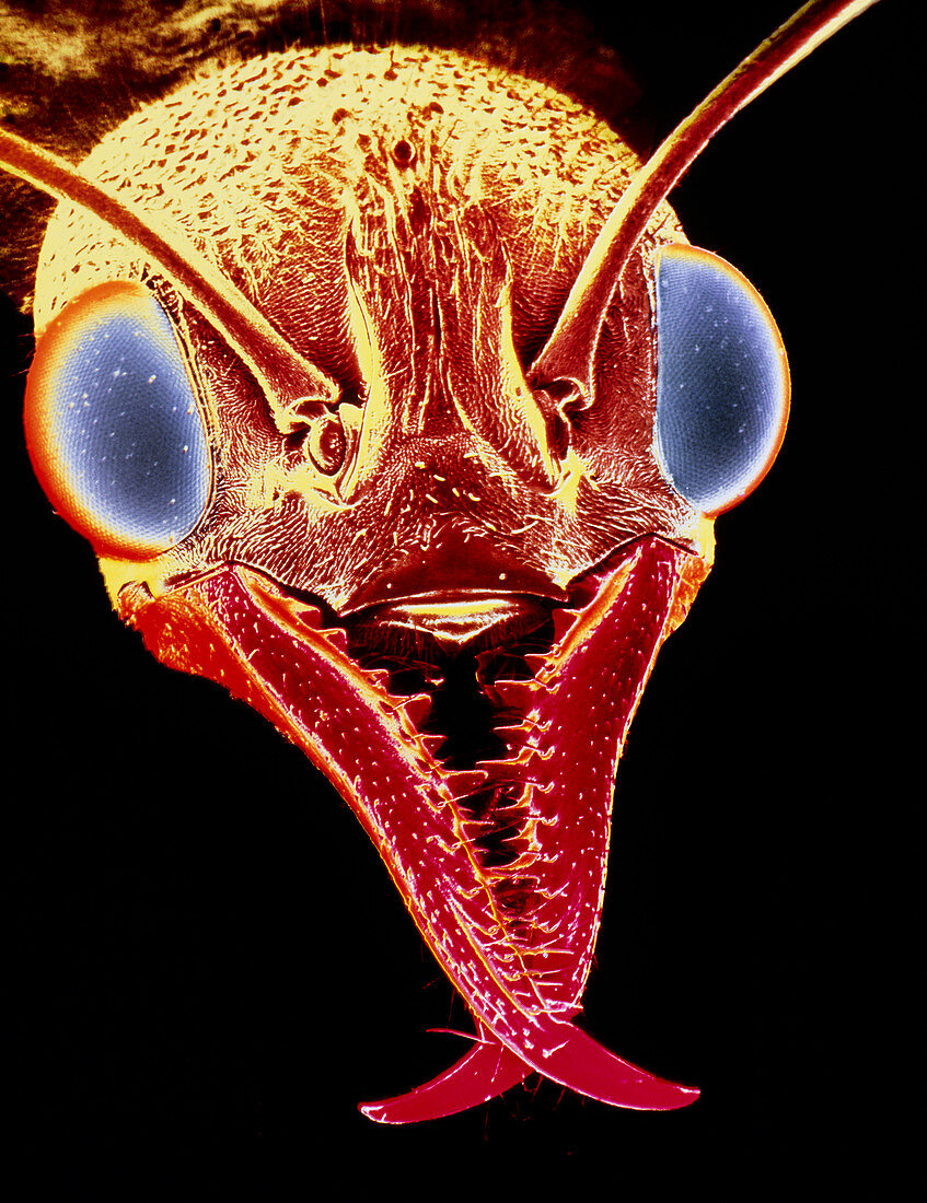 False colour scanning EM,head of bulldog ant