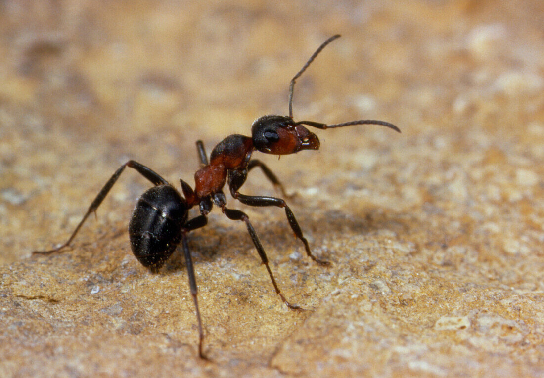 Macrophoto of a blood-red ant,Formica sanguinea