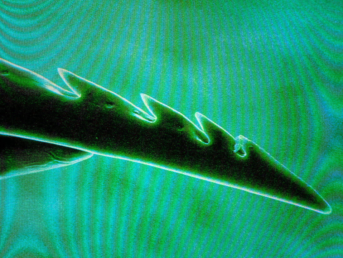 F/col SEM of the barbed tip of a bee sting