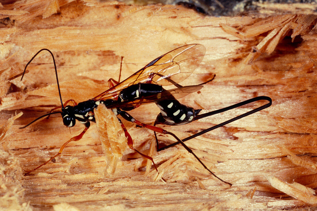 Female woodwasp using her ovipositor to bore wood
