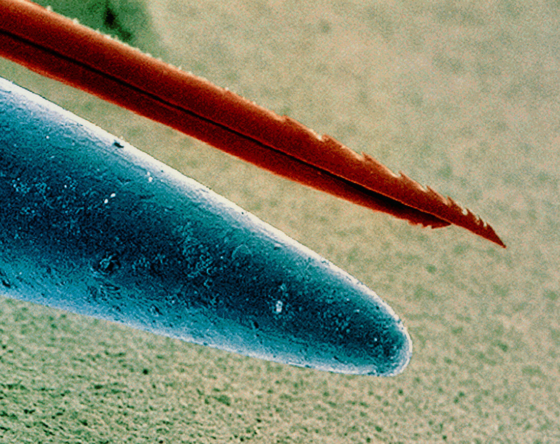 Coloured SEM of point of needle with sting of bee