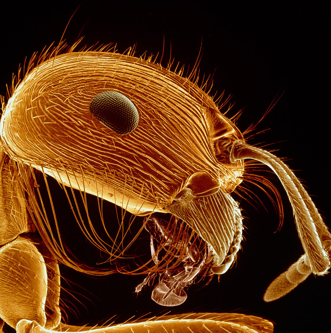 Colour SEM of the head of a red ant,Pogonomyrmex