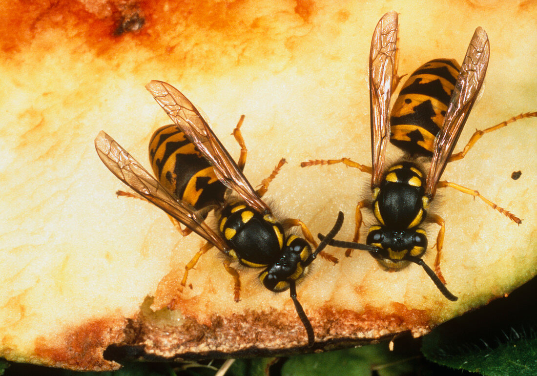 Adult wasps,Vespula sp.,eating fruit