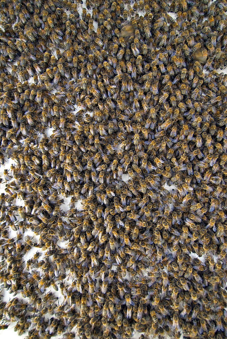 Honeybee swarm