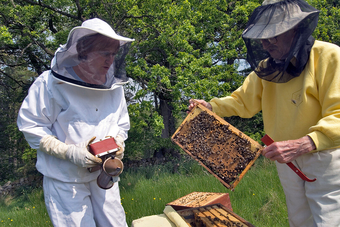 Beekeepers inspecting a beehive