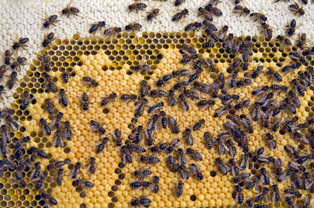 Honeybee brood frame