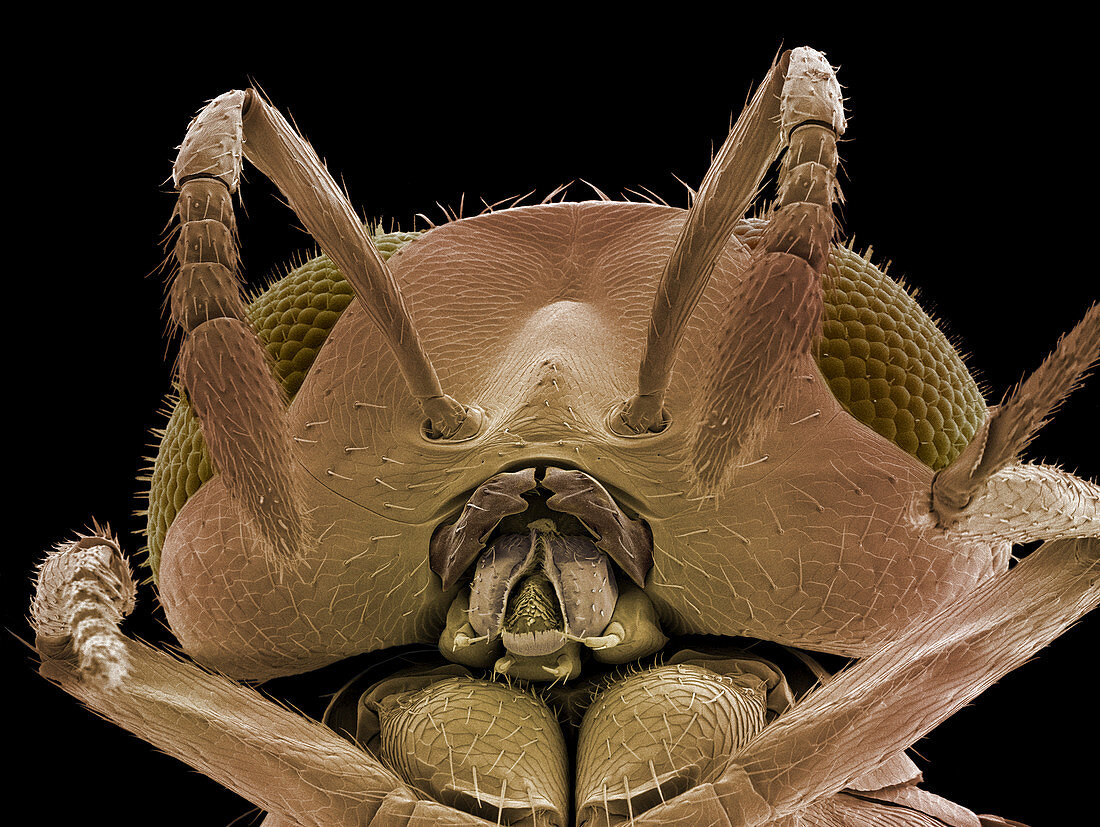 Head of a parasitic wasp,SEM