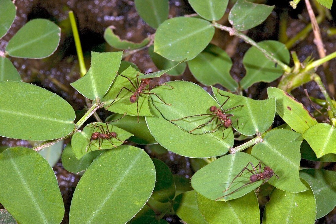 Leafcutter ant workers