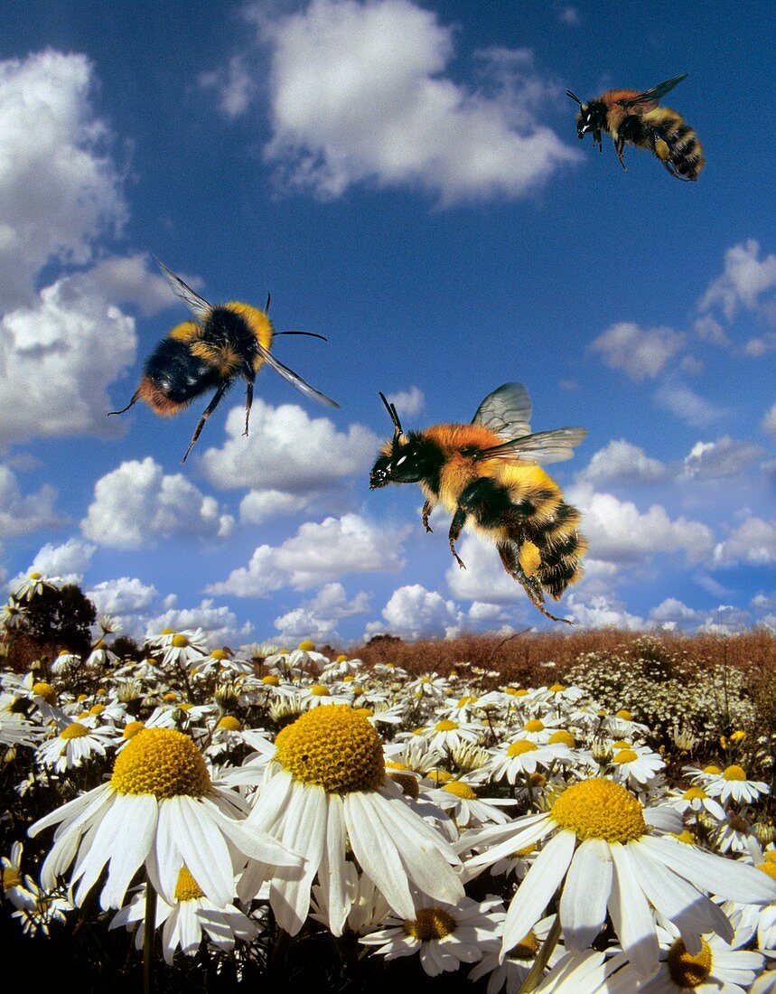 Carder bees in flight