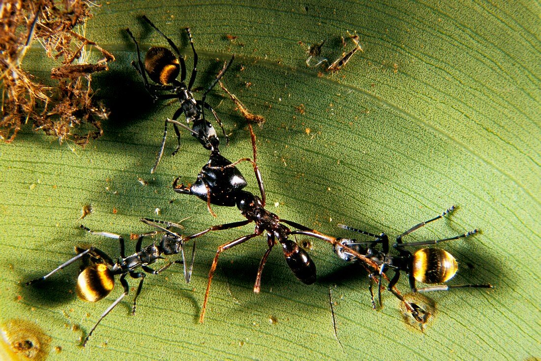 Ants attacking an intruder
