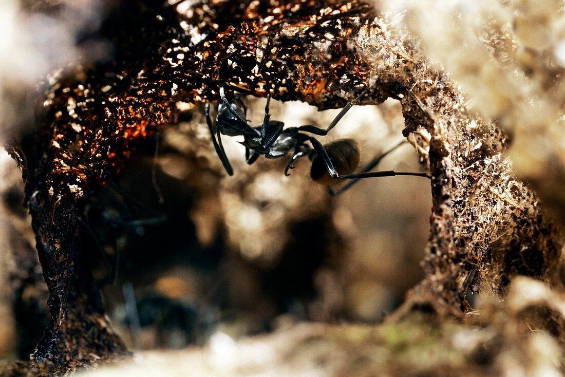 Polyrhachis laboriosa ant