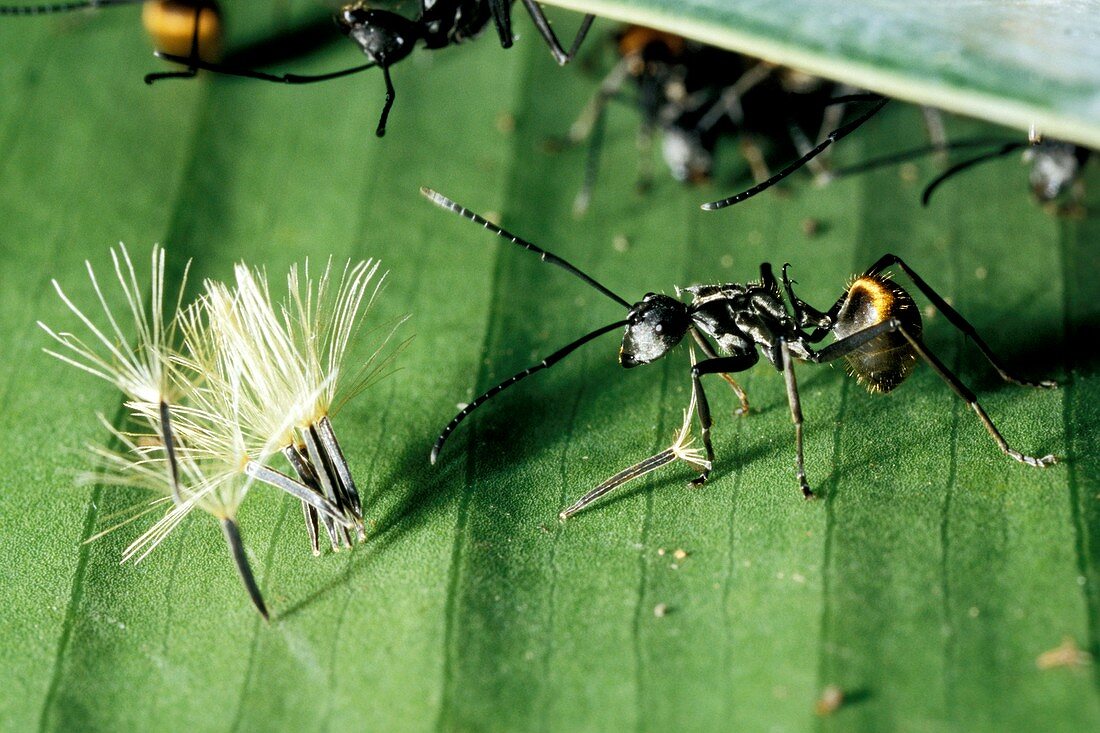 Polyrhachis laboriosa ant