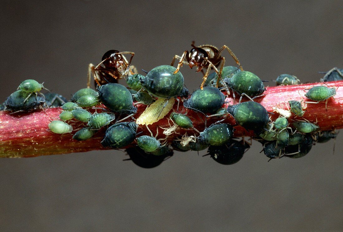 Ants with aphids