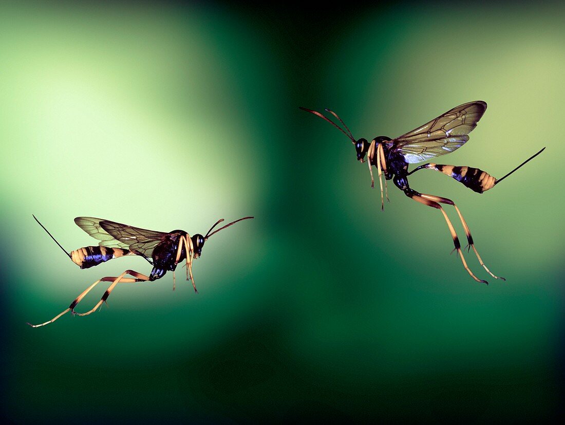 Ichneumon wasps,high-speed photograph