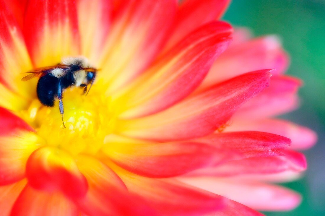 Bee feeding on a dahlia flower