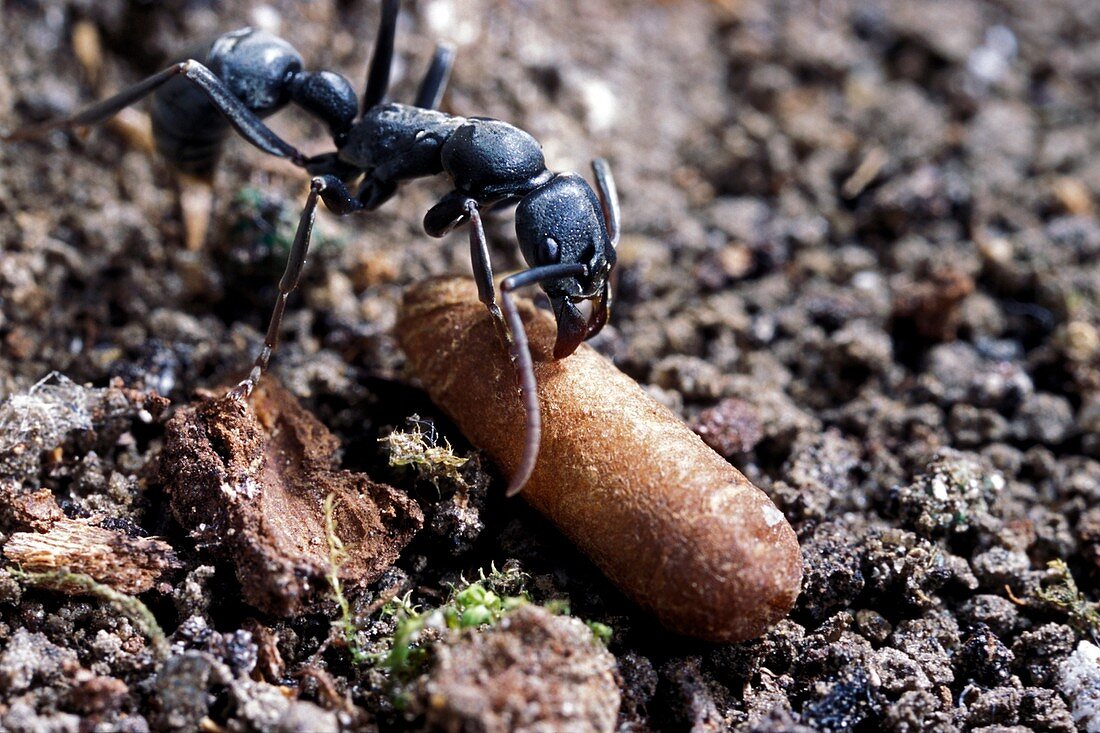 Platythyrea conradti ant and cocoon