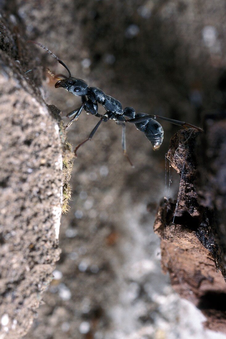 Platythyrea conradti ant
