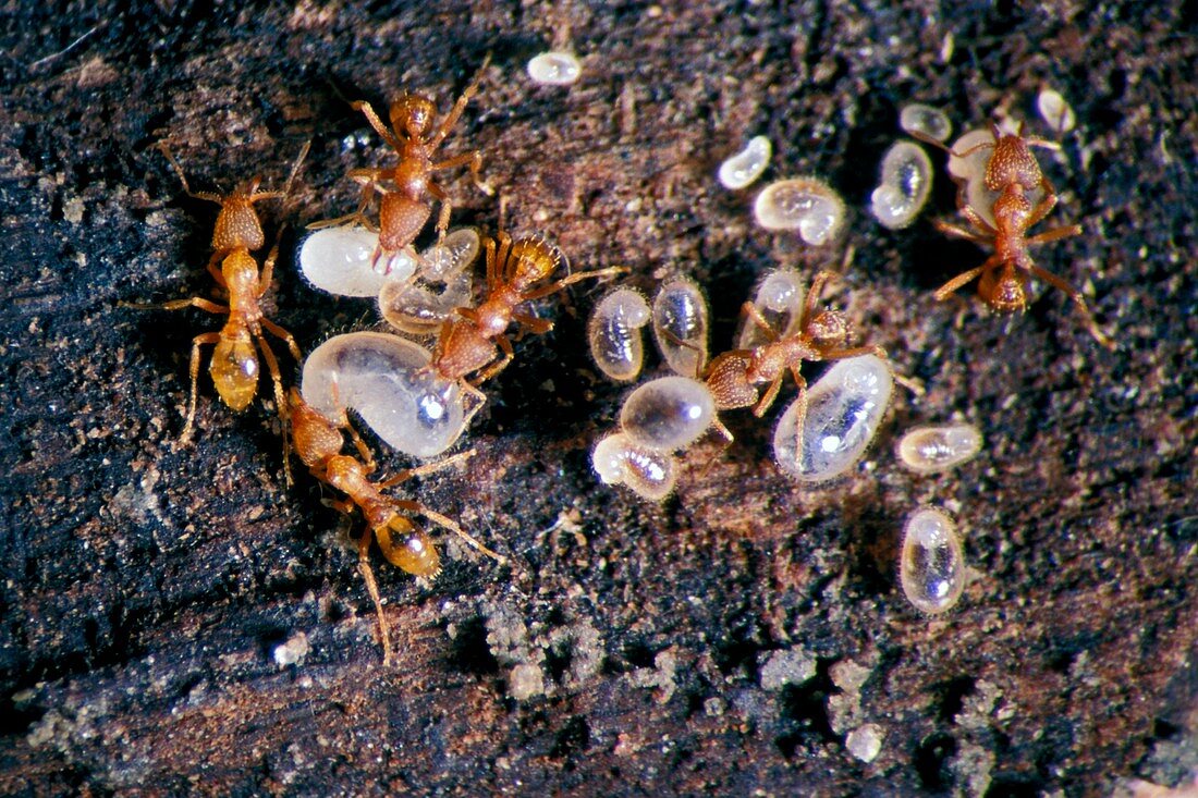Pyramica maynei ants with eggs and larvae