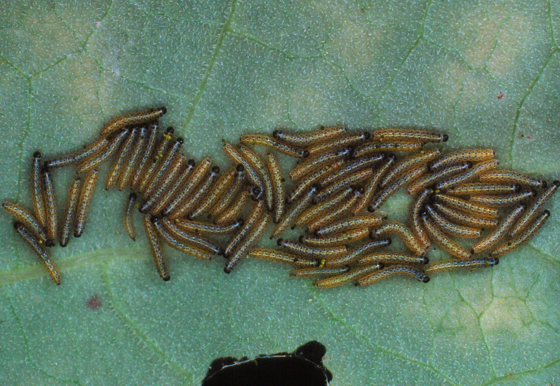 Macrophoto of recently hatched caterpillars