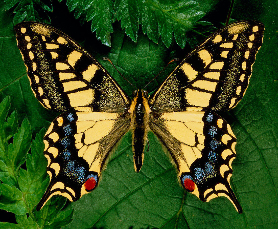 Papilo machain Britannicus,swallowtail butterfly