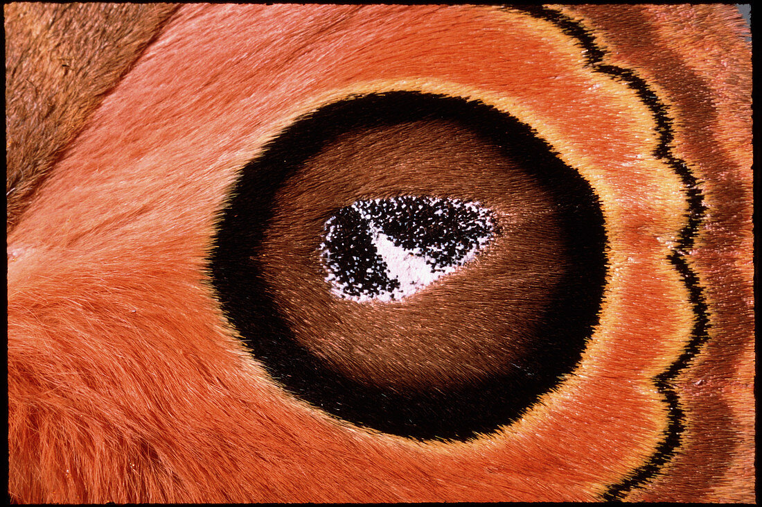 Macrophotograph of eyespot on silkmoth wing