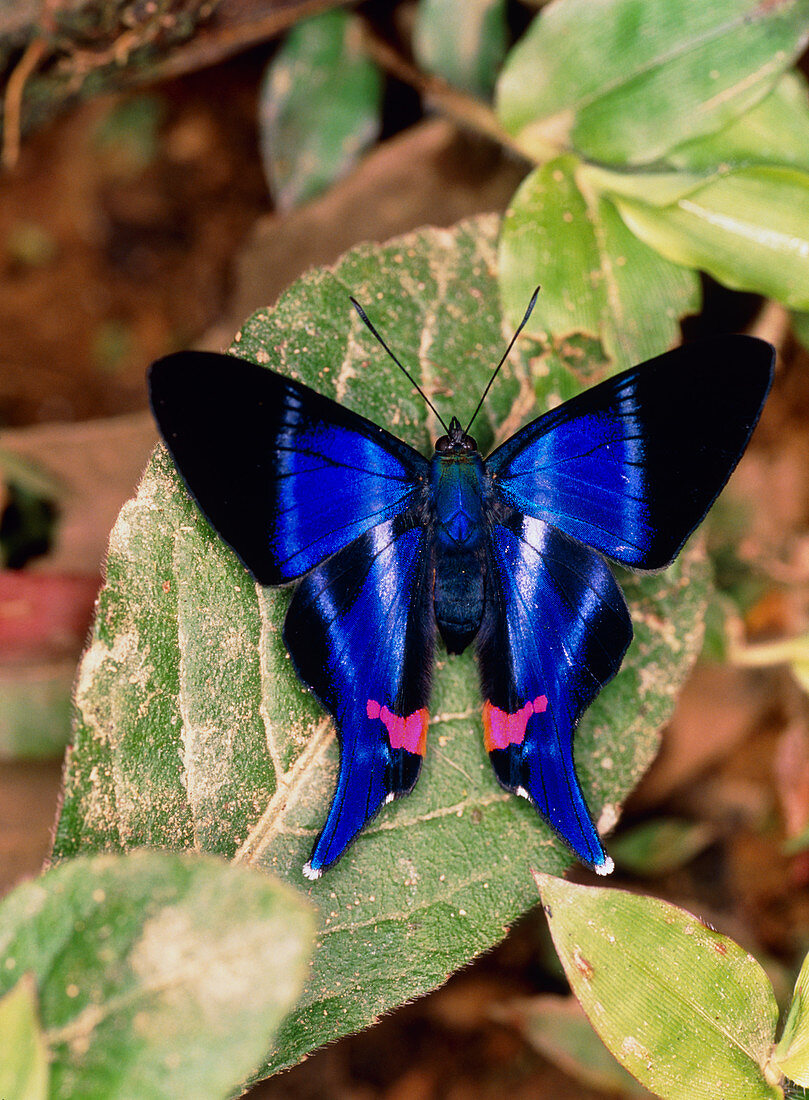 Butterfly Rhetus sp. (Riodinidae) from Ecuador