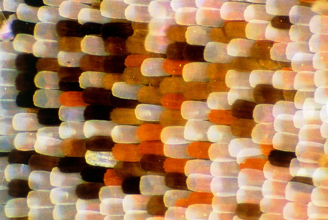 Close-up of the wing of the butterfly,Nymphalis