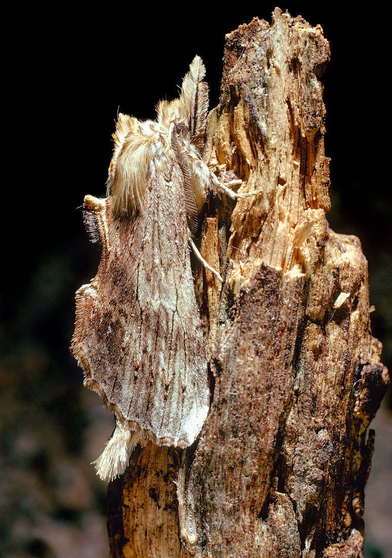 Prominent moth (Notodontidae) camouflaged on bark
