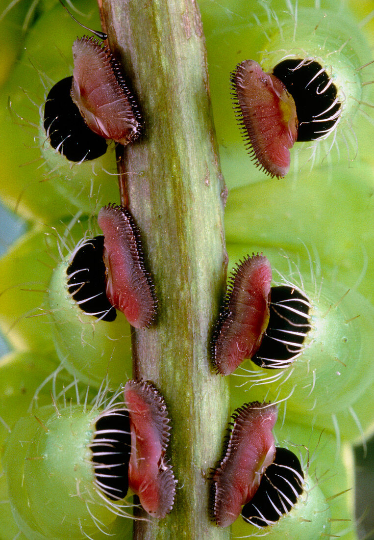 Sucker-like feet on peacock caterpillar
