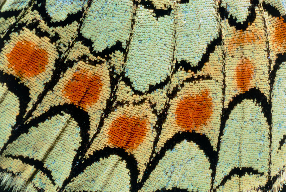 Close-up of a butterfly wing