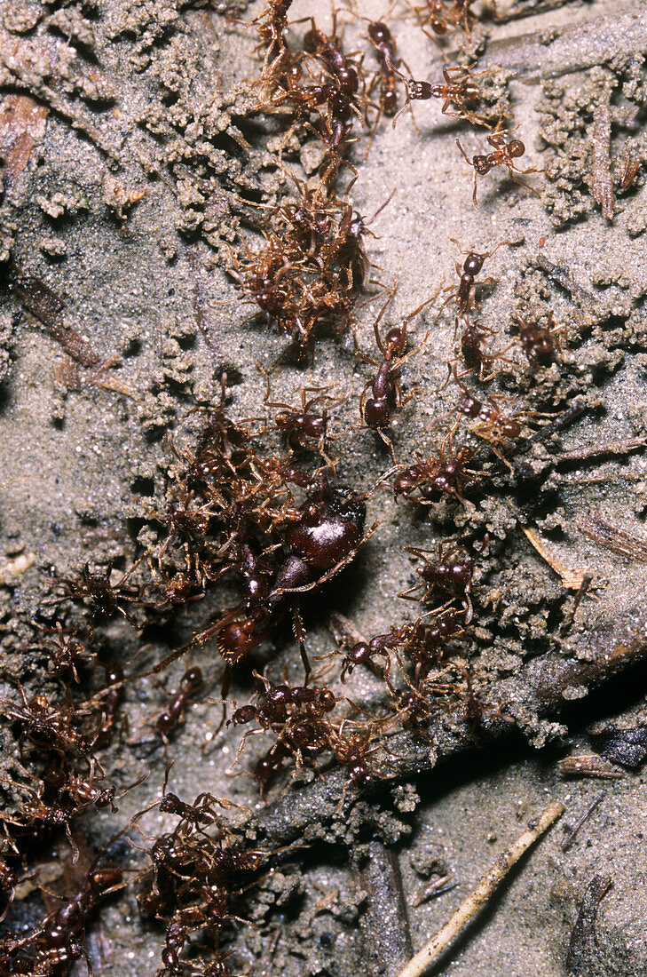 Ants on the rainforest floor