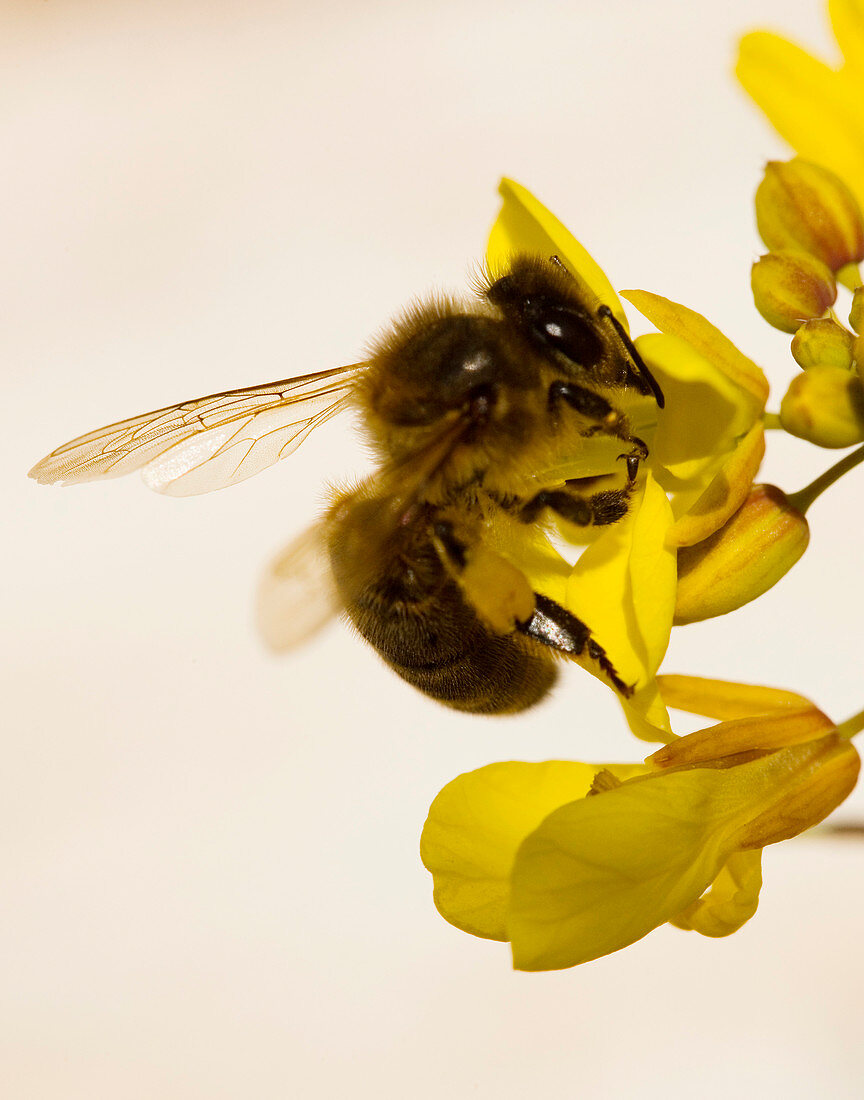 Honey bee feeding