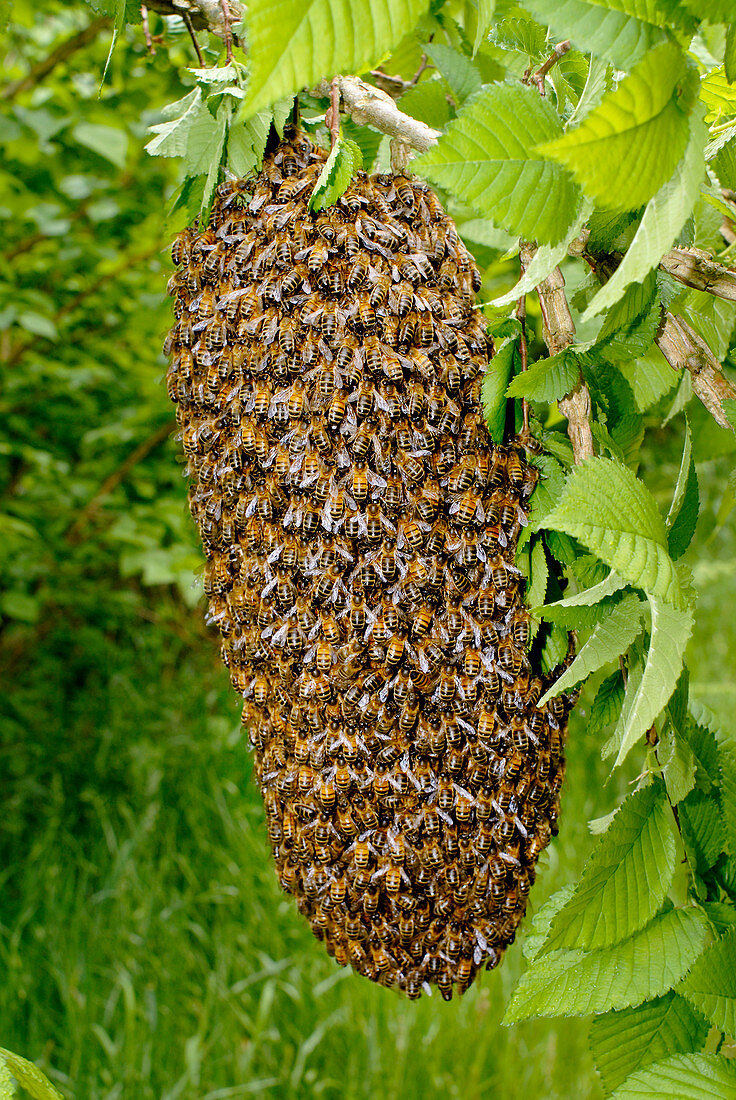 Honey bee swarm