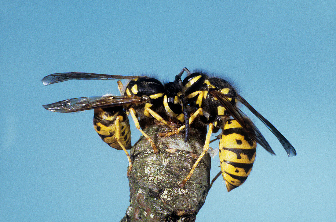 Common wasps chewing wood