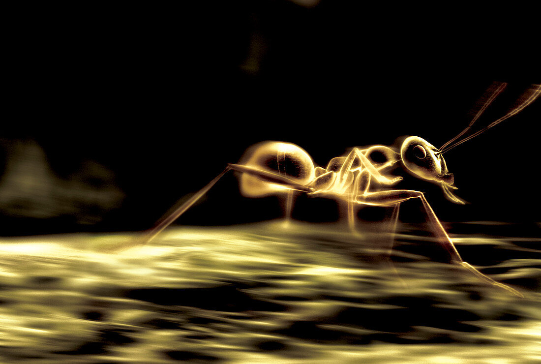 Running ant,computer artwork