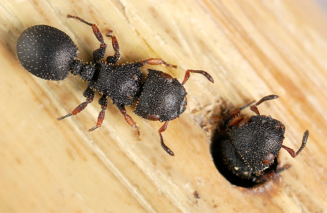 Arboreal ants