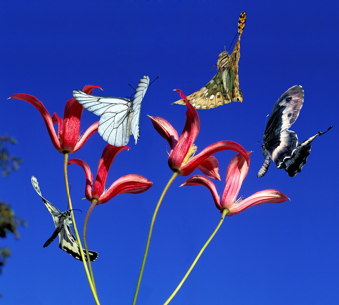 Butterflies above flowers
