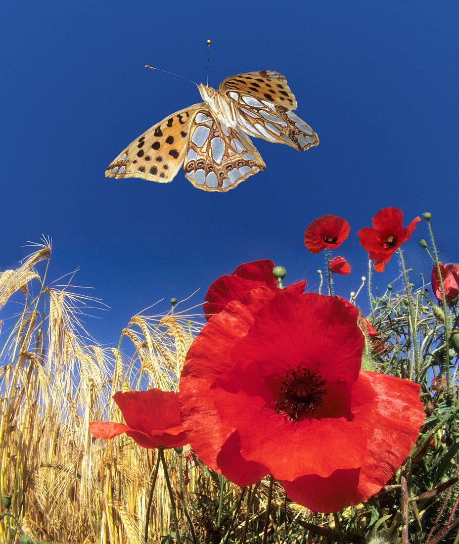 Queen of Spain fritillary butterfly