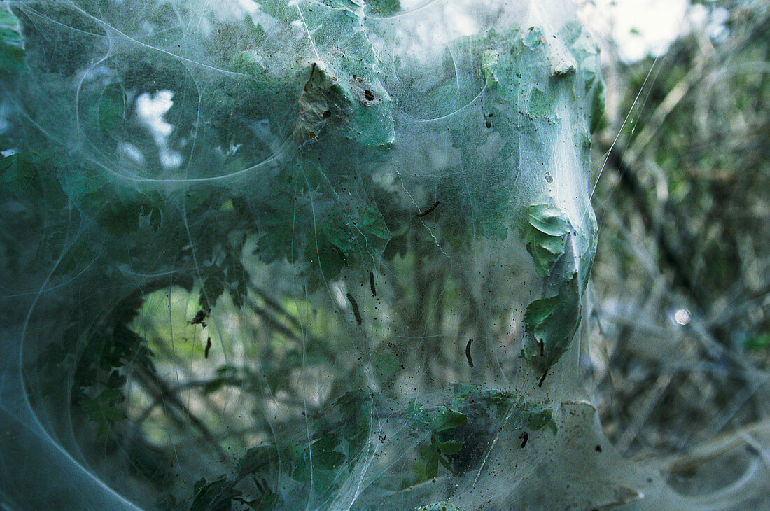 Caterpillar webs