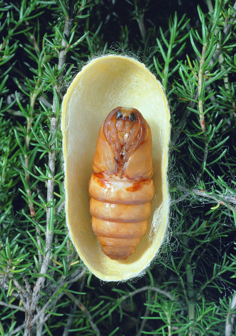 Cocoon of silkworm containing pupa