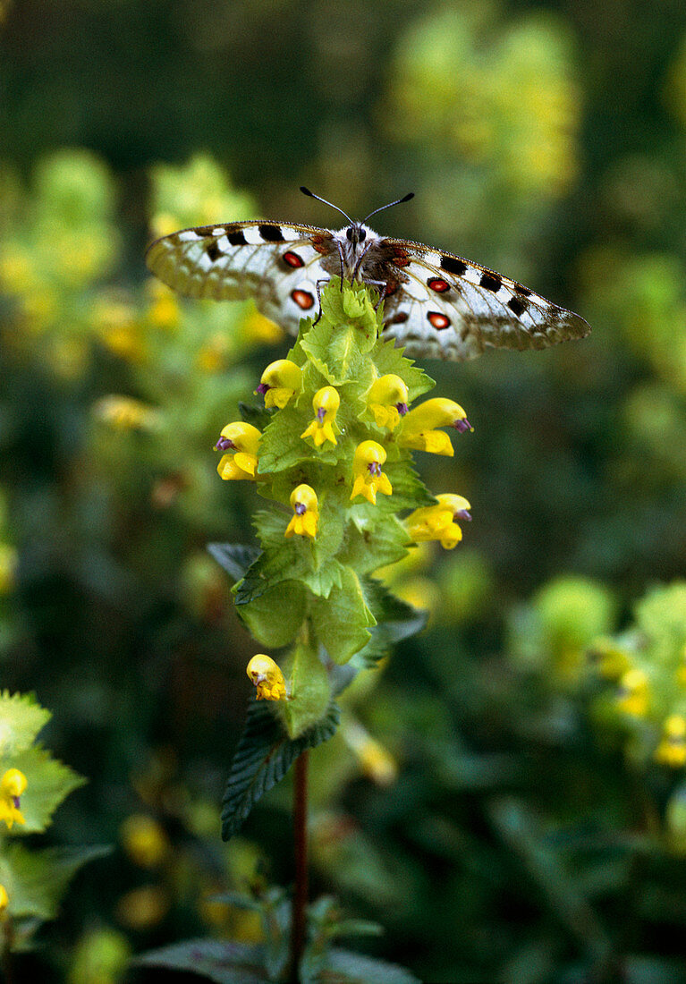 Apollo butterfly feeds on a rhinanthus flower