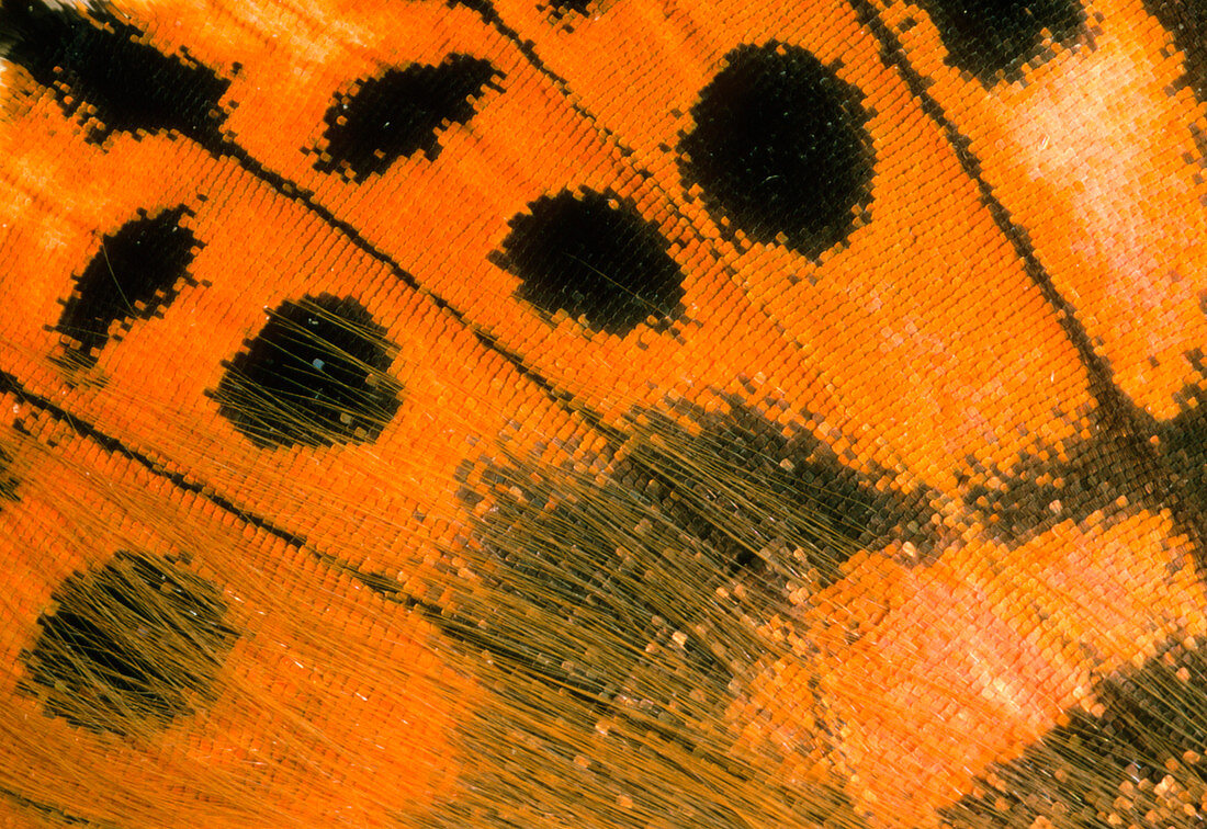 Macrophotograph of wing of painted lady butterfly