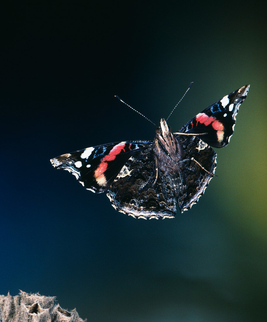 High-speed photo; red admiral butterfly in flight
